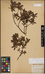 Foto von Salix waldsteiniana Willd.